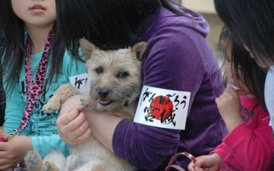 esse japan relief work