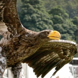 flying sea eagle