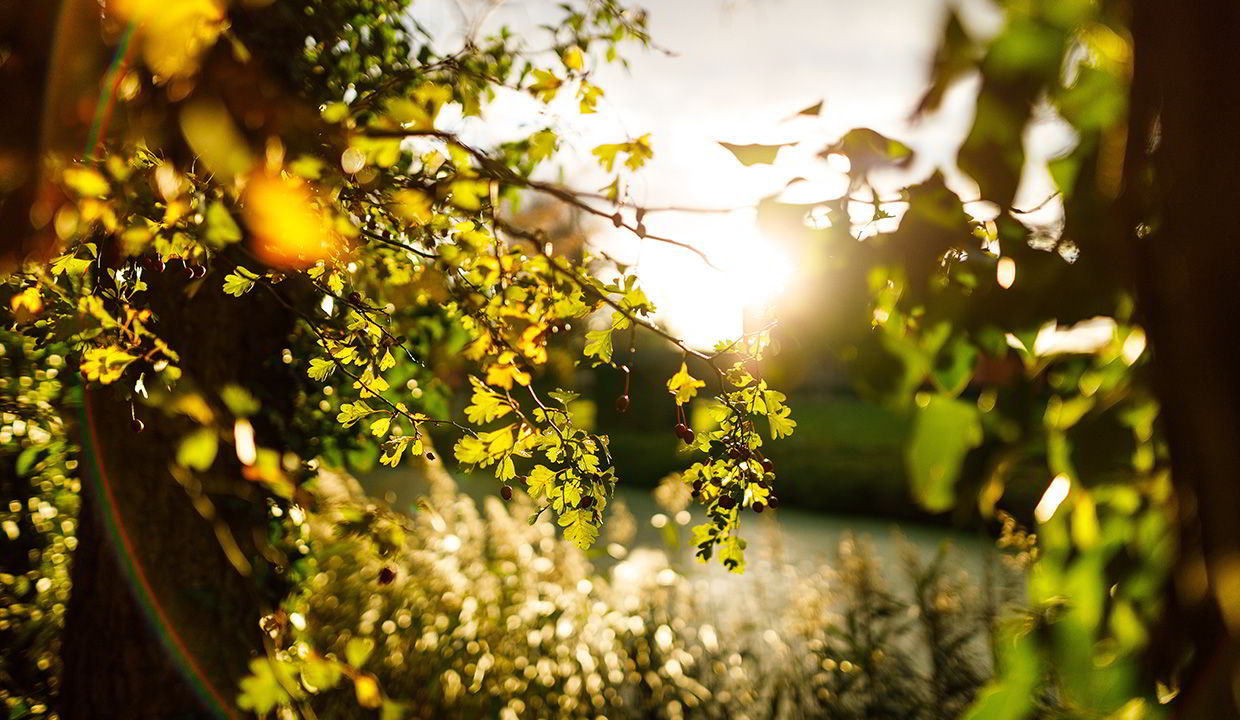 trees and branches in sunlight